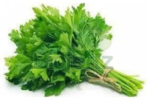 Fresh Coriander Leaves