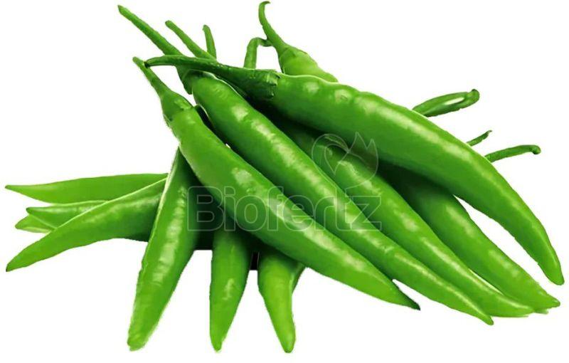 fresh green chilli