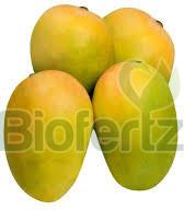 Fresh Kesar Mango