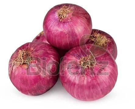 Fresh Pink Onion