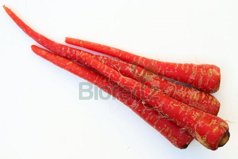 Fresh Red Carrot