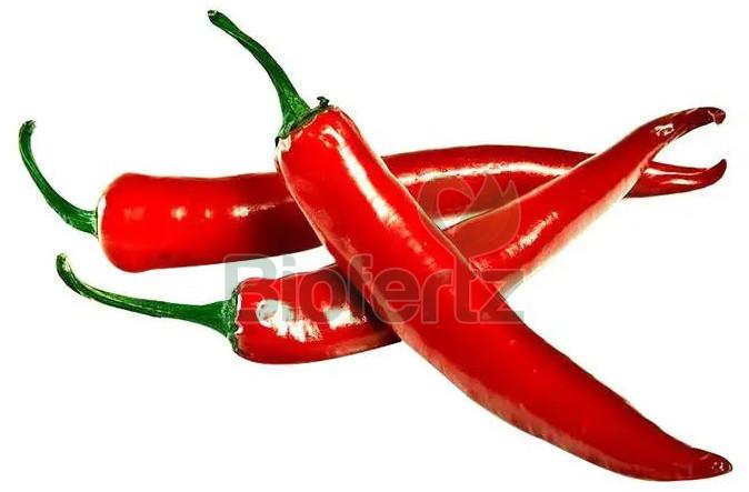 Fresh Red Chilli