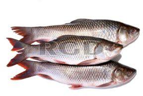 Fresh Rohu Fish