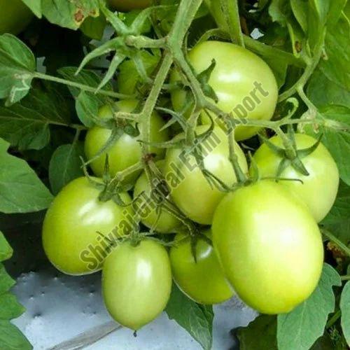 Fresh Green Tomato