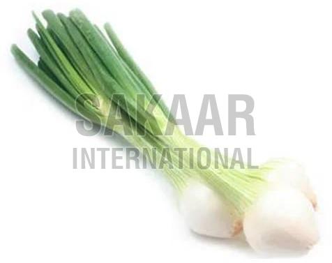 Fresh Green Onion