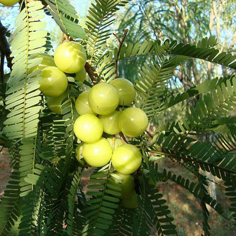 Amla Plants