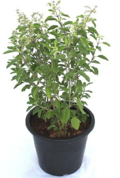 Tulsi Plants