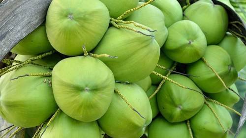 green tender coconut