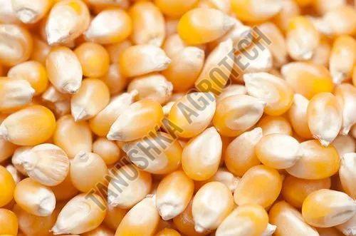 Maize Millet