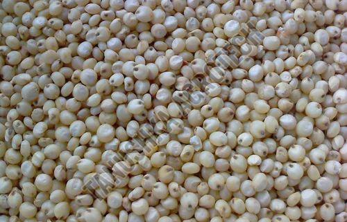 Sorghum Millet