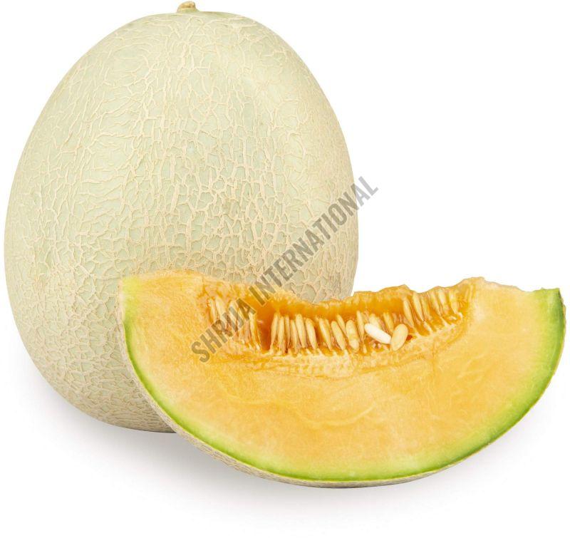 Fresh Muskmelon