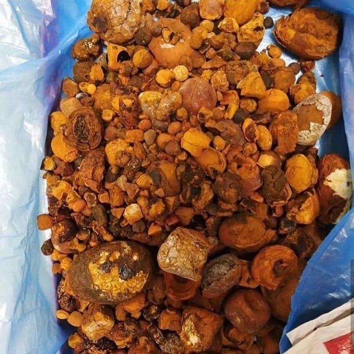 Ox Gallstone