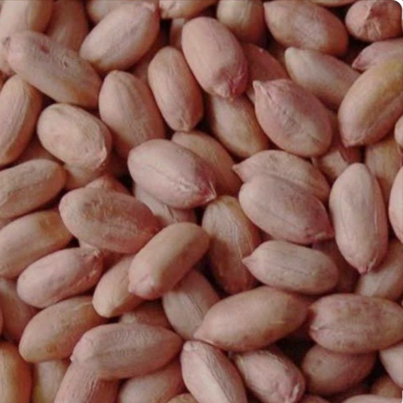 Groundnut Seeds