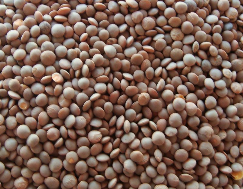 Brown Masoor Dal