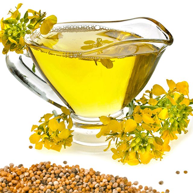 Rapeseed Canola Oil