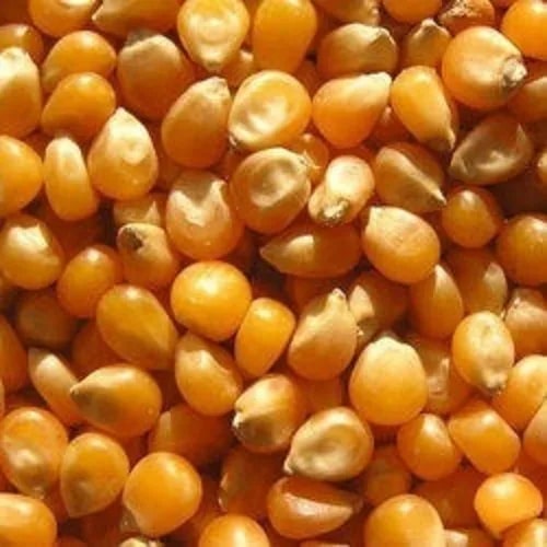 Yellow Maize Seeds