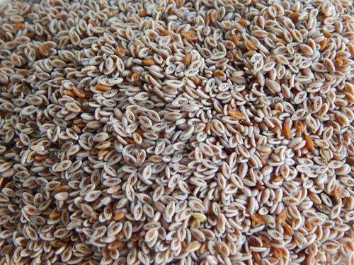 Psyllium Husk