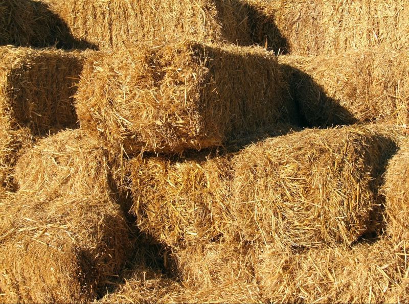 Natural Brown Paddy Straw Bales