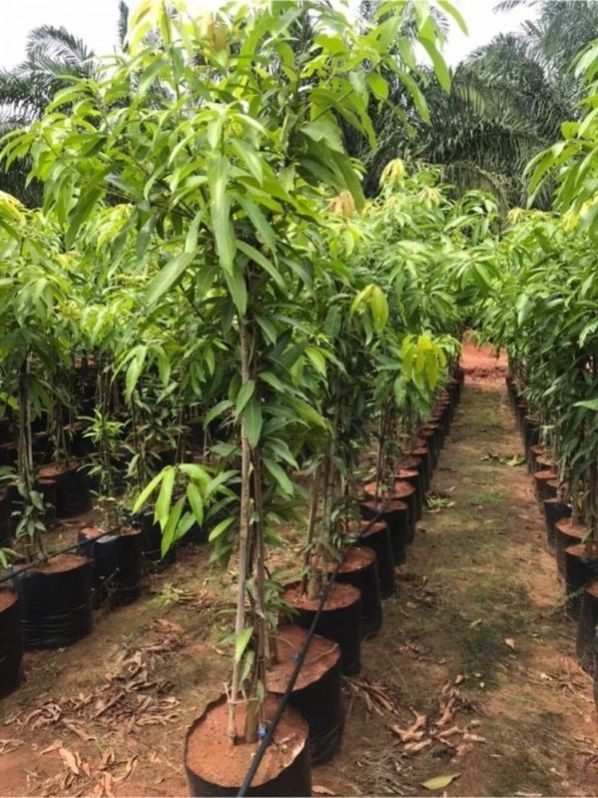 Kesar Mango Plants