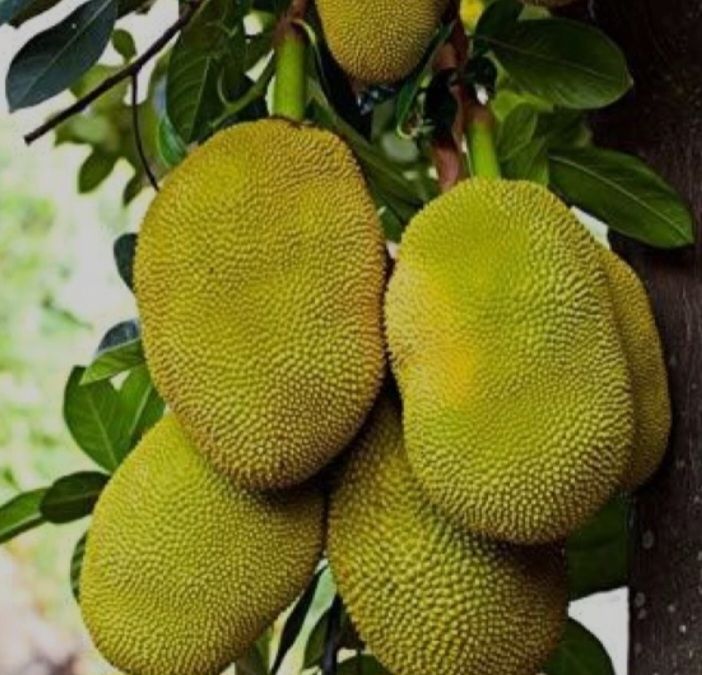 A Grade Jackfruit