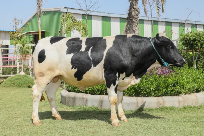 Holstein Friesian HF Cow Dealer & Supplier In India