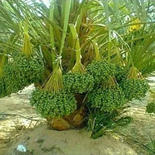 Barhi Date Tissue Culture Plant