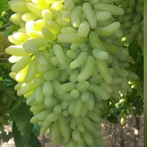 Fresh Green Grapes