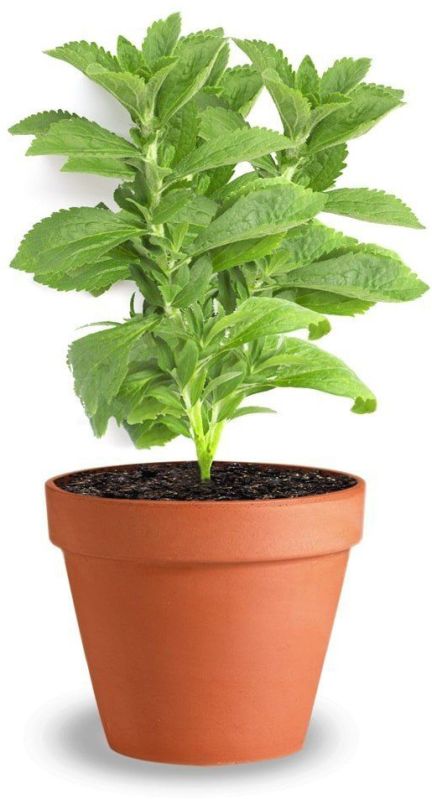 Stevia Plant