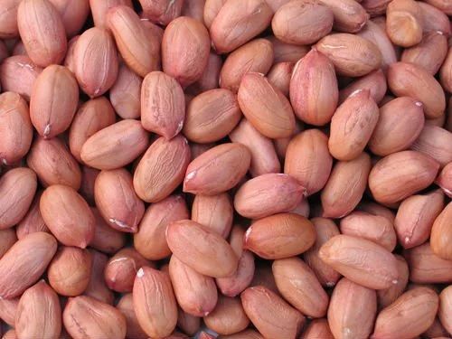 Groundnut Seed