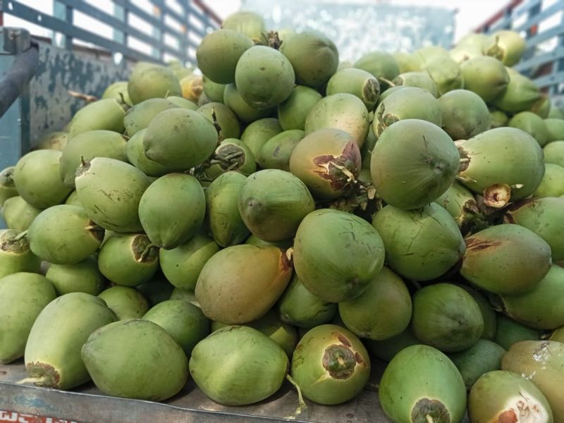 Tender Coconut