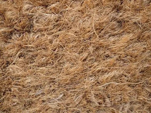 Coconut Coir Fiber