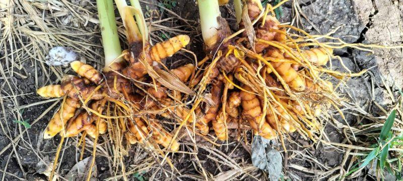 Fresh Turmeric Roots