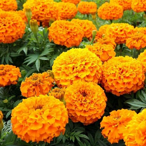 African Marigold Flower Seeds