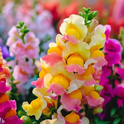 Antirrhinum Flower Seed