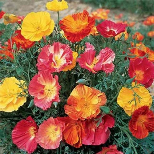 California Flower Seeds