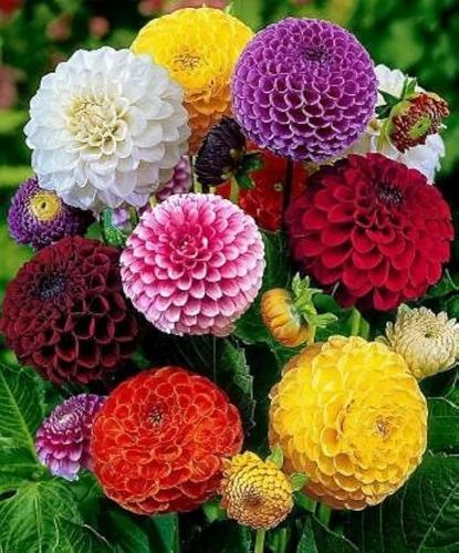 Dahlia Flower Seed