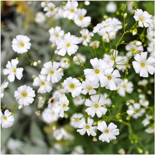 Gypsophila Flower Seeds