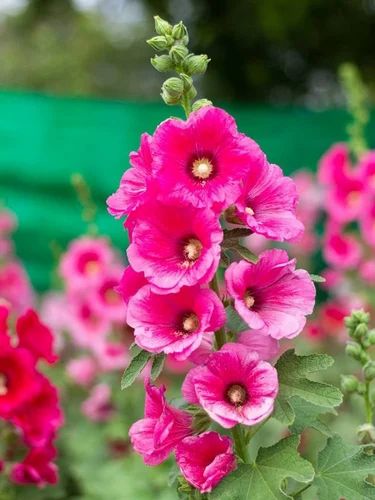 Hollyhock Flower Seeds