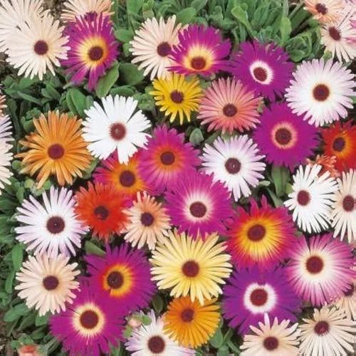 Ice Plant Flower Seeds