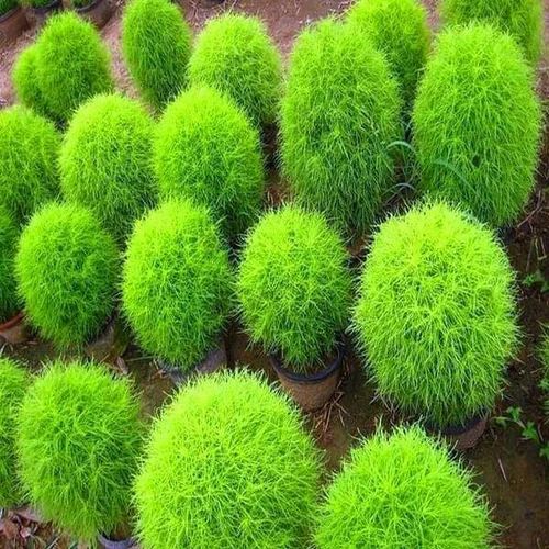 Kochia Flower Seeds