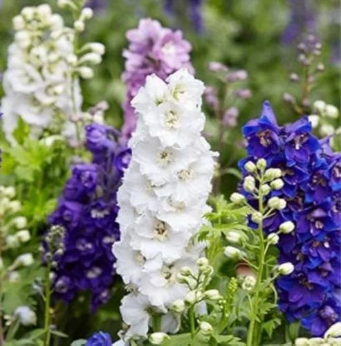 Larkspur Flower Seeds