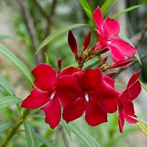 Red Kaner Flower Seeds