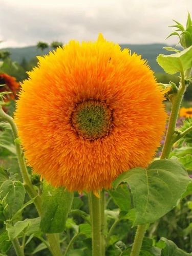 Sungold Flower Seeds