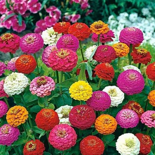 Zinnia Flower Seeds