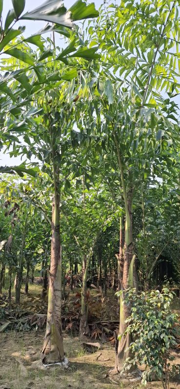 Fishtail Palm Plants