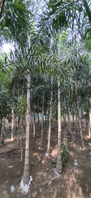 Foxtail Palm Plants