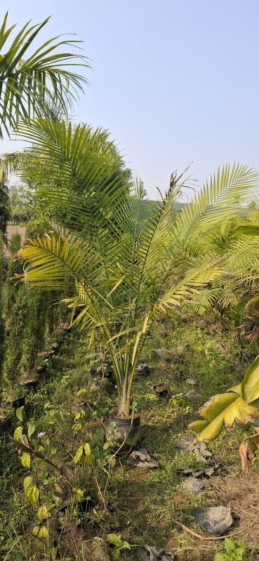 Raveena Palm Plants