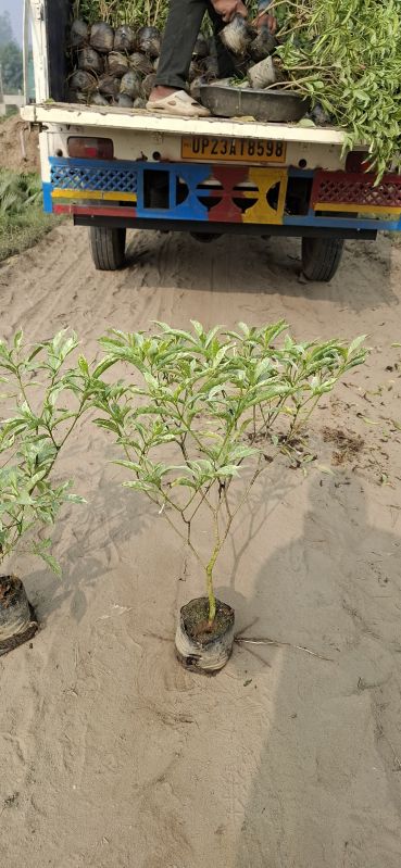 Variegated Chandni Plants