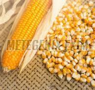 Yellow Maize Animal Feed