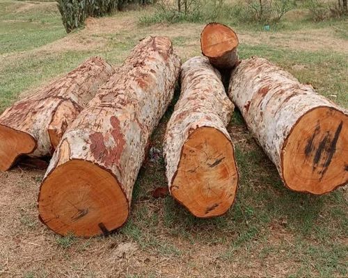 Brown Arjun Wood Logs